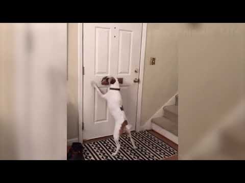 Funniest Dogs and Cats - Awesome Funny Pet Animals Life Videos # 1