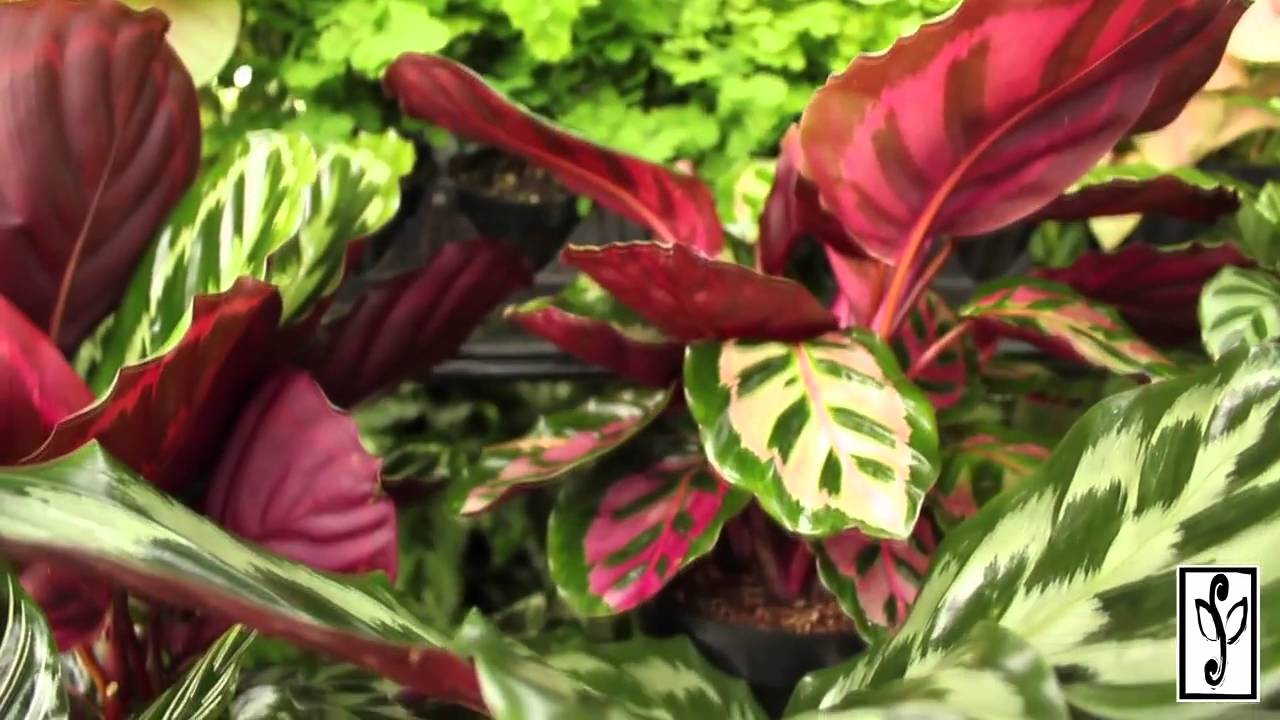 Calathea
