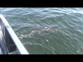 Georgian Bay Monster Muskie