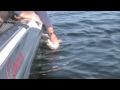 Georgian Bay Monster Muskie