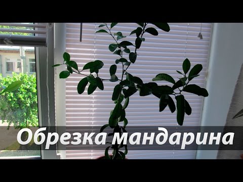 Ландшафтный дизайн своими руками (фото) Краска для волос L oreal Colorista Washout - отзывы