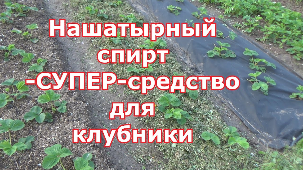 Нашатырный спирт в уходе за клубникой Нашатырный спирт в уходе за клубникой