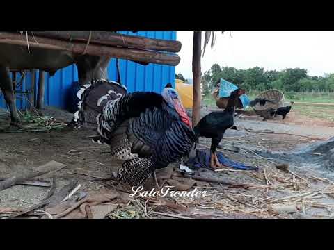 FUNNY|SLOWMO|வான் கோழி|ANGRY|TURKEY |FLYING HEN|AMAZING SOUND @Krishnagiri |
