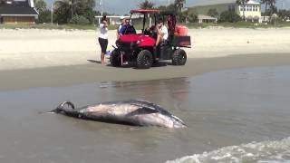 Dead Dolphin Washes Ashore On Cocoa Beach, Florida