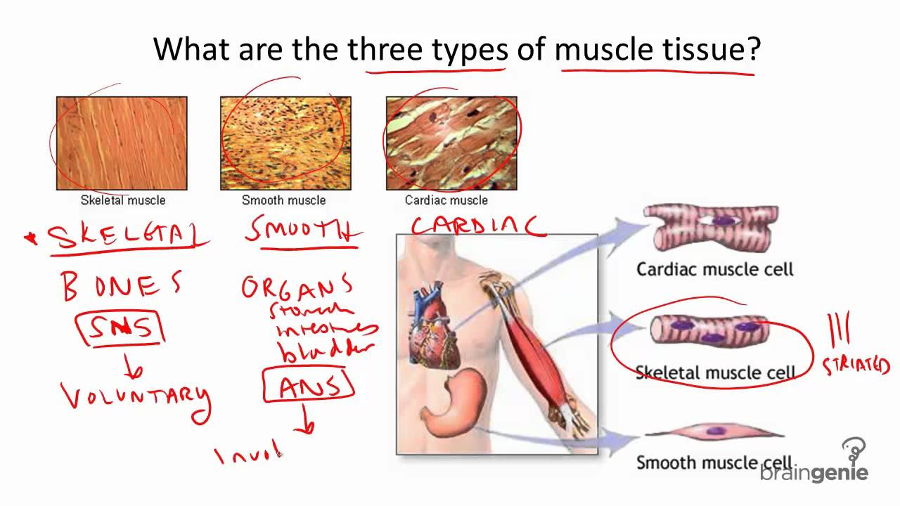 8.4.1 Three Types of Muscle Tissue - YouTube