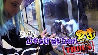 Daily Destruction Thous 20 - De compras y sorpresas con Ichi!