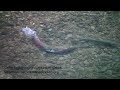 Coho salmon spawning on Lagunitas Creek 9 Dec. 2012