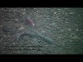 Coho salmon spawning on Lagunitas Creek 9 Dec. 2012