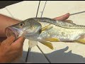 Addictive Fishing: He's Got The Jack - MONSTER JACK CREVALLE fishing
