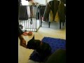 Education Canine Bouledogue