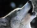 Enya - Crying Wolf - le chant du Loup