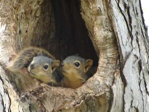 Baby squirrels in nest - YouTube