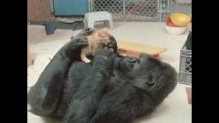 大猩猩想當貓媽媽