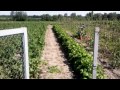 Мотор Сич МБ-4,05 прополка фрезой с редуктором ,1передача