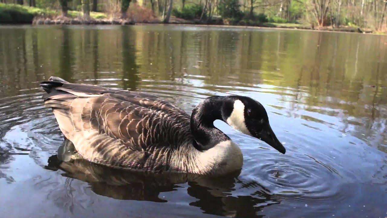 sounds of canadian goose YouTube