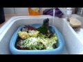 Kalipso , Conure Molinae , choisi de prendre sa douche dans l'eau de la salade.