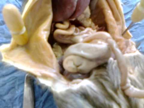 Rat dissection (pregnant) - YouTube