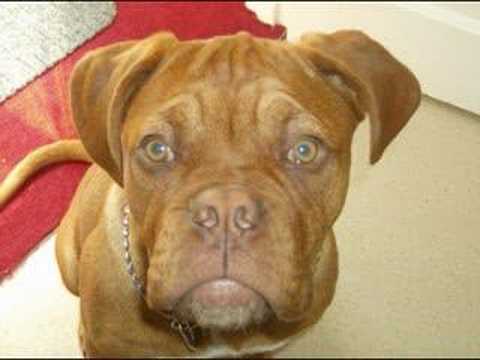 dogue de bordeaux cross pitbull. dogue de bordeaux