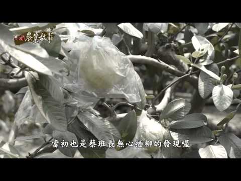 高雄農業故事館-芭樂(影片長度:15分31秒) 高雄農業故事館-芭樂(影片長度:15分31秒)
