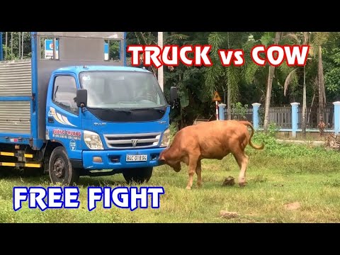 COW vs TRUCK _ Funny Free Fight