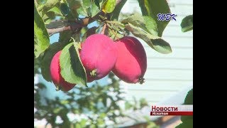 На Яблочный Спас искитимцам рекомендуют не ссориться