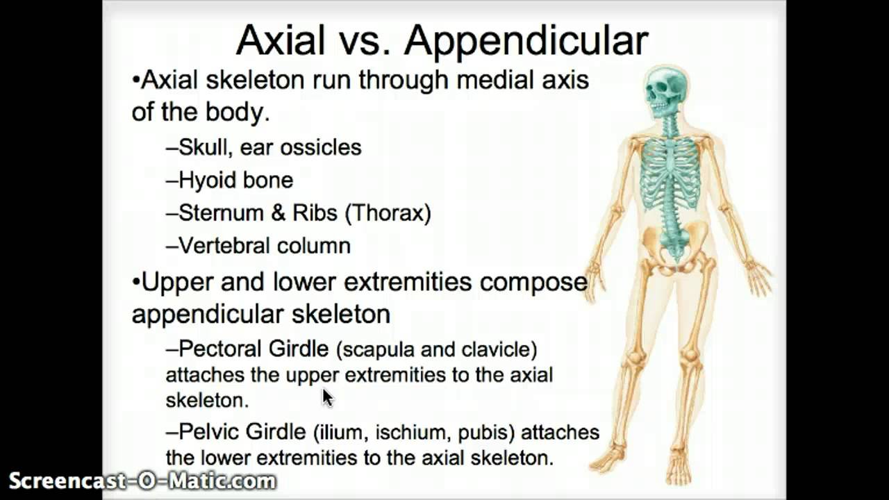 Axial vs. Appendicular skeleton - YouTube