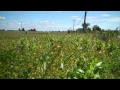 Maïs OGM dans un champs de soja