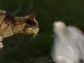 Cat and Dolphins playing together
