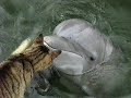 Cat and Dolphins playing together