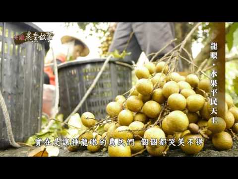 高雄農業故事館-龍眼(影片長度:15分06秒) 高雄農業故事館-龍眼(影片長度:15分06秒)