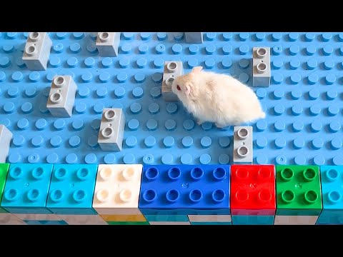 My Funny Pet Hamster in Lego Maze - Obstacle Course for Hamster