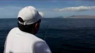 Marlin