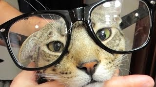 SMARTEST CAT ALIVE!