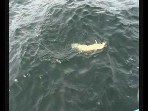 Wreck fishing off Hartlepool 27/9/09