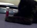 Hugo's chapstick game