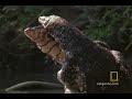 Lizard vs. Lizard