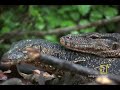Lizard vs. Lizard