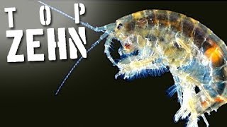 10 gefährliche Parasiten, die in deinem Körper leben könnten!