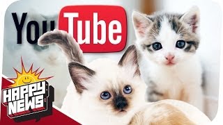 Katzenvideos retten die Welt! - HAPPY NEWS