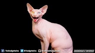 Ugliest Cat In The World Reaction