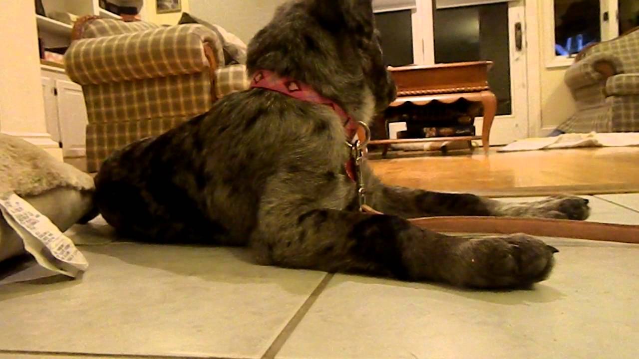 Displaying 18> Images For - Catahoula German Shepherd Mix... Displaying 18> Images For - Catahoula German Shepherd Mix...