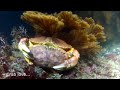 More Lobster Hunting and Kayak Diving with GoPro