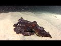 More Lobster Hunting and Kayak Diving with GoPro