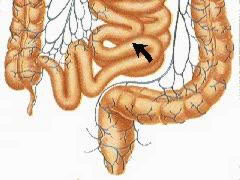 How the Body Works : The Digestive System - YouTube