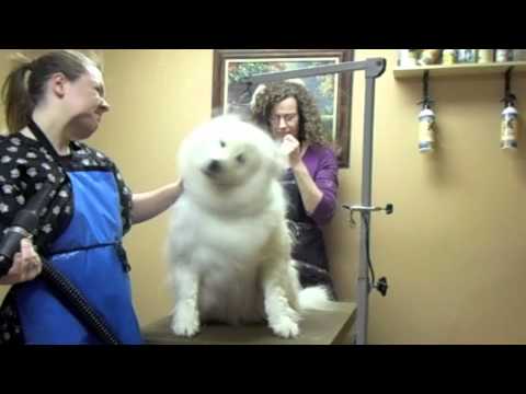 Dog Grooming