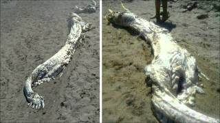 Encuentran extraño animal marino en playas de Almería