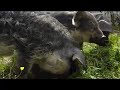 Mangalitza Schweine Seewaldsee 2010