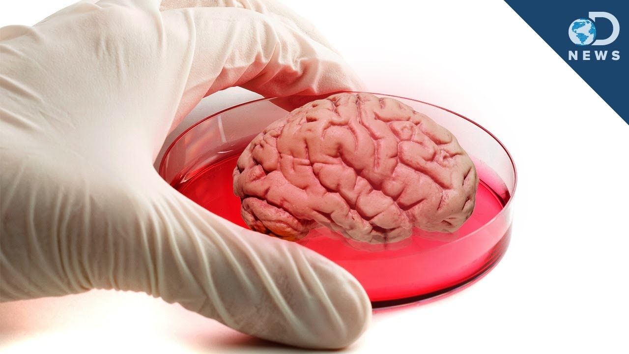 Mini Human "Brain" Grown In Lab - YouTube
