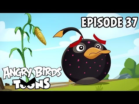 Angry Birds Toons #37 - Clash of Corns