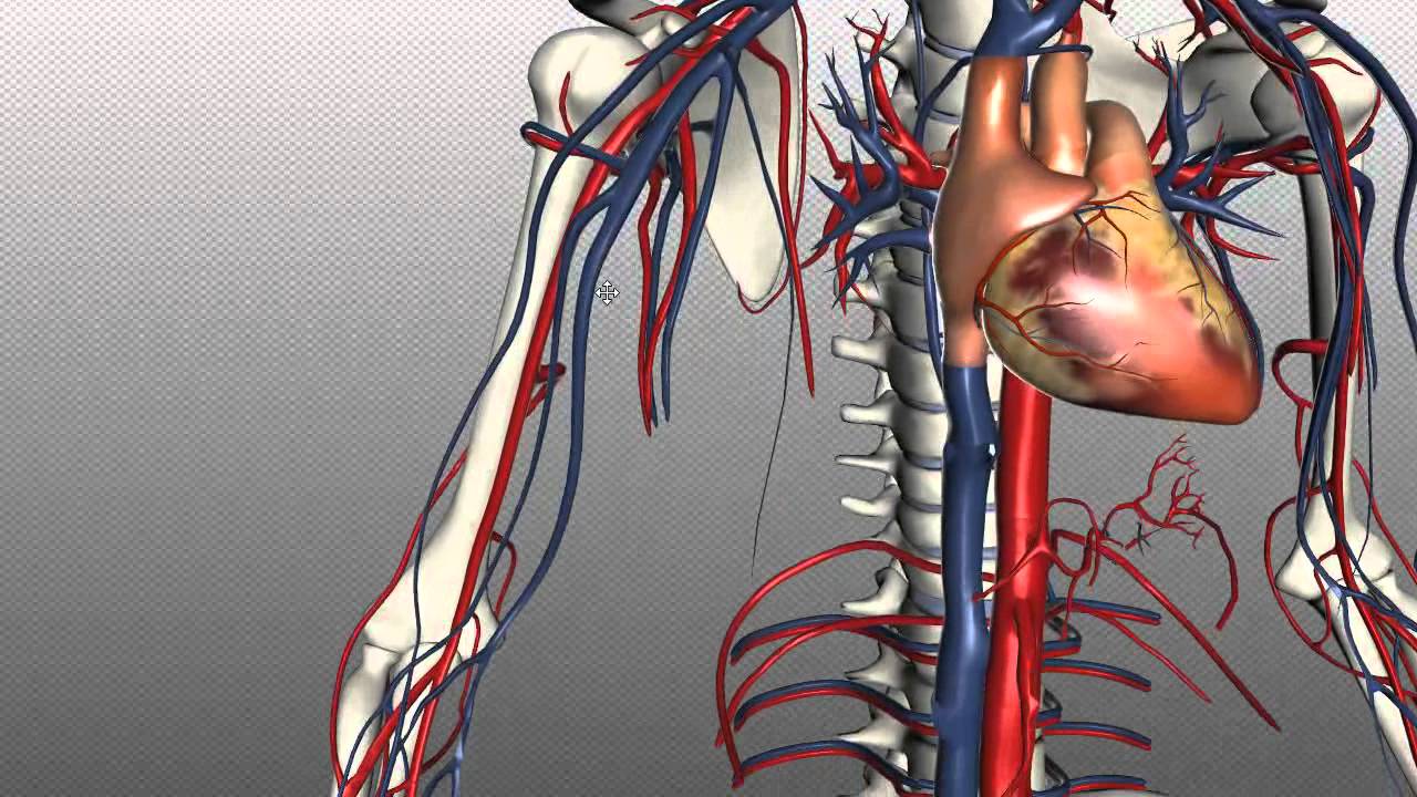 Veins of the body - PART 1 - Anatomy Tutorial - YouTube